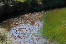 plants in wet habitats, falkland islands